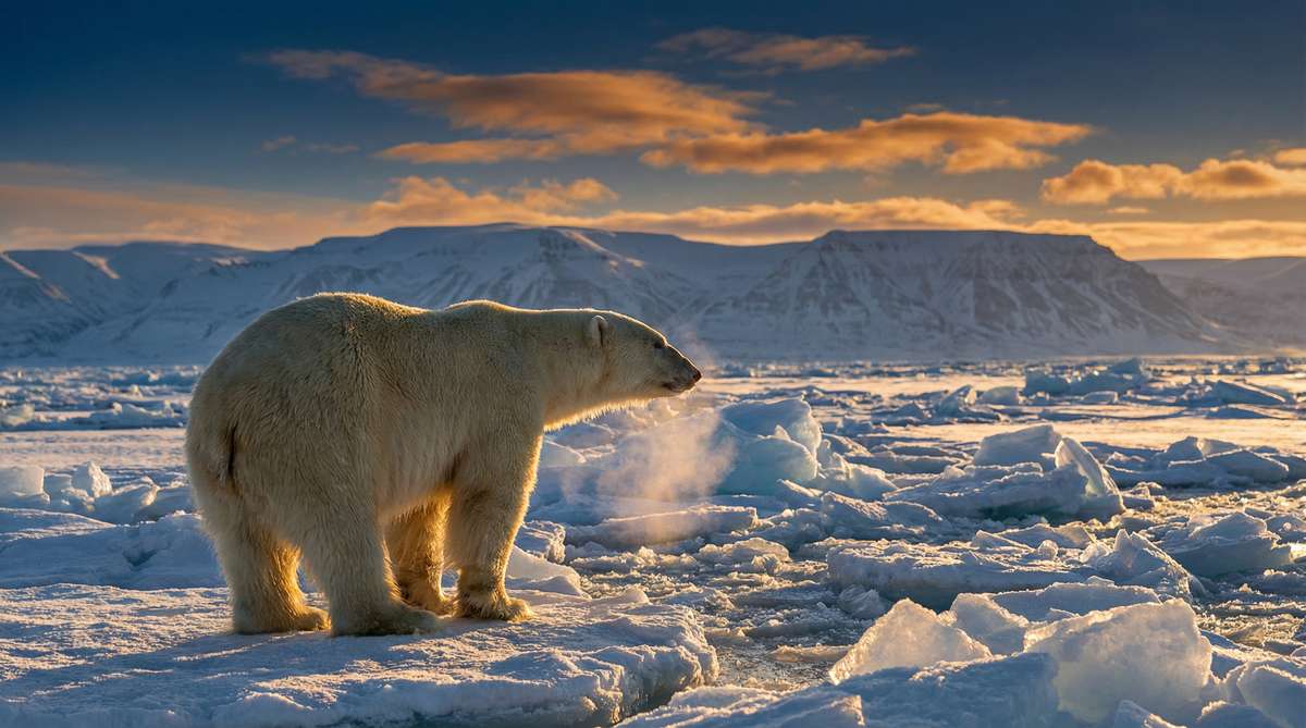 暗网今日推荐北极熊视频